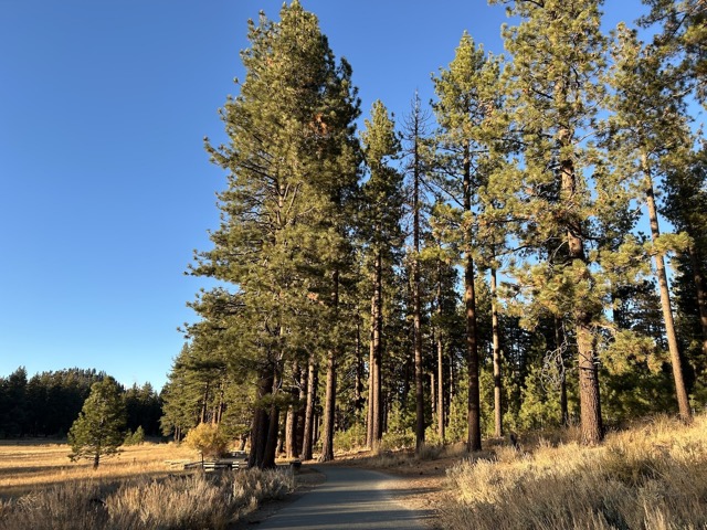 Trees on the Nevada Beach trail