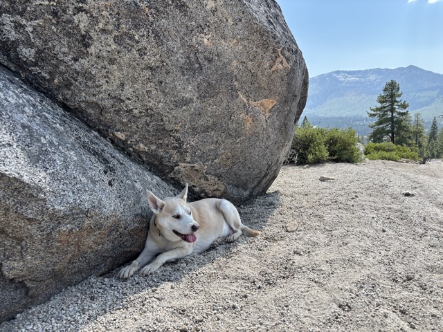 Taking a break in the shade