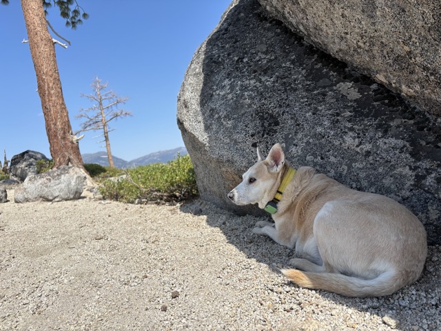 Taking a break in the shade