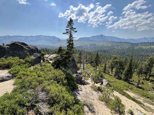 A single tree stands alone