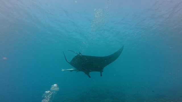 Manta Ray