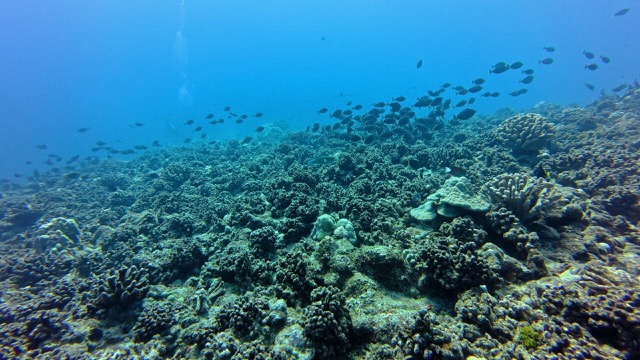 Big school of Orangespine unicornfish