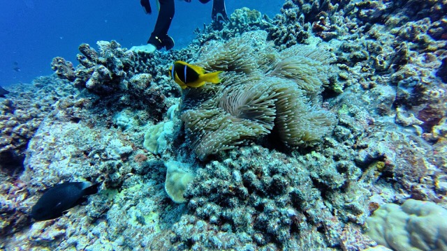 Clownfish and Sea Anemone