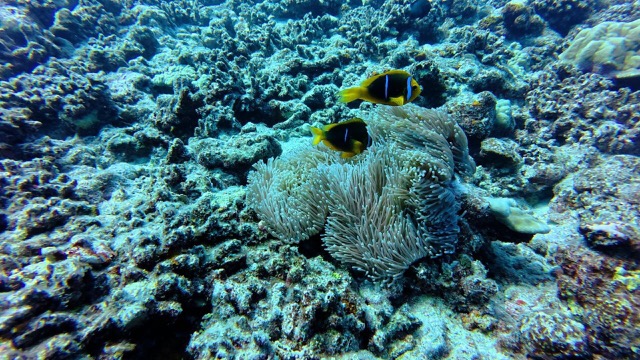 Clownfish and Sea Anemone