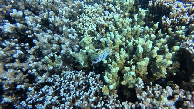 Spotfin Squirrelfish