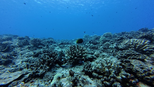 Whitecheek Surgeonfish on the reef