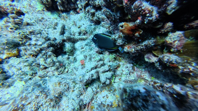 Whitecheek Surgeonfish