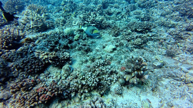 Titan Triggerfish (these are typically very aggressive but this one was chill)