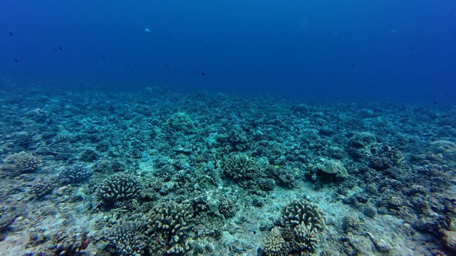 Black-tipped Reef Sharks