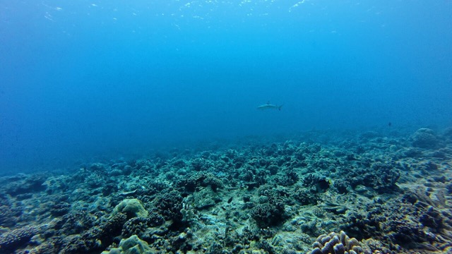 Black-tipped Reef Sharks