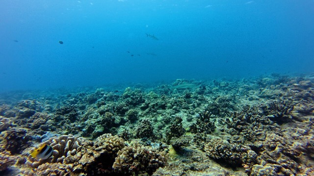 Black-tipped Reef Sharks