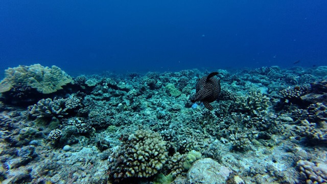 Whitespotted Pufferfish