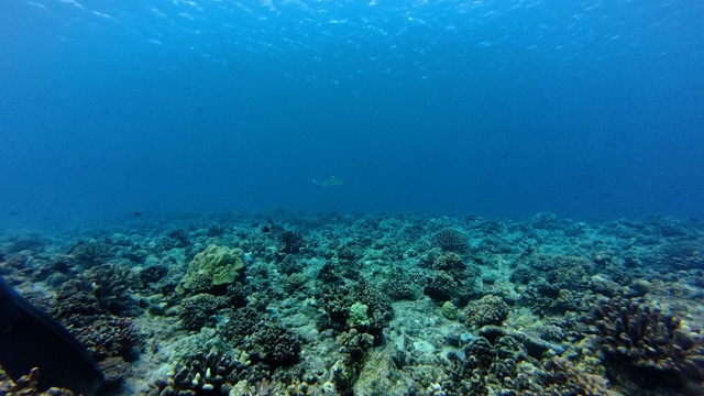 Black-tipped Reef Sharks