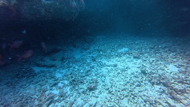 Swim-through with a Lionfish