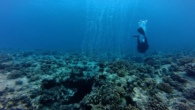 Bubbles over the swim-through after we were all through it