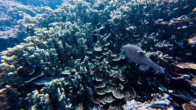 Whitespotted Pufferfish