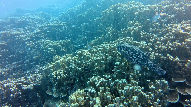 Whitespotted Pufferfish