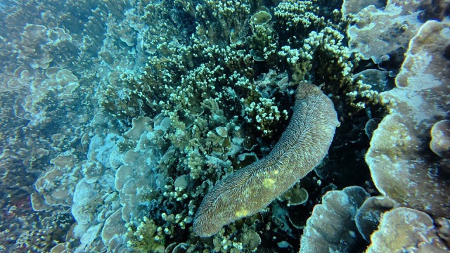 Searching for mantas...