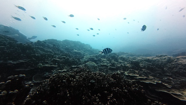 School of scissor-tail sergeants