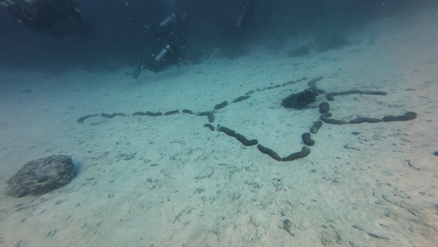 The mantas must be near…