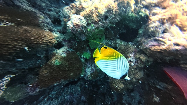 Threadfin Butterflyfish
