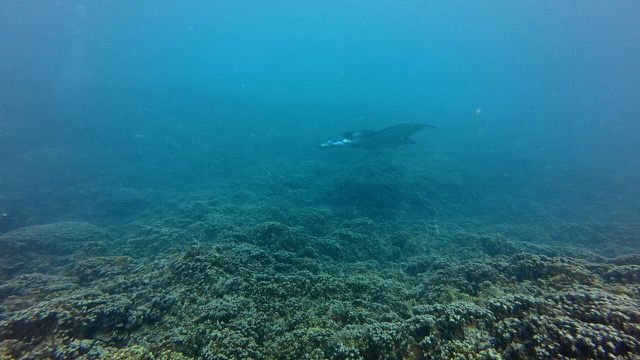 First manta ray sighting!
