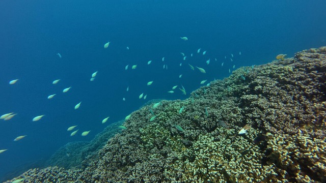 School of Blue-green Chromis
