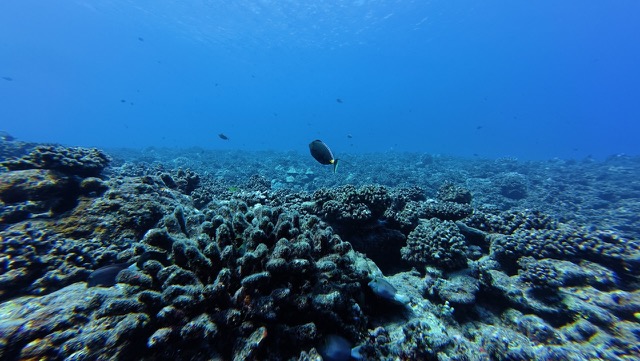 Orangespine unicornfish (Naso lituratus)