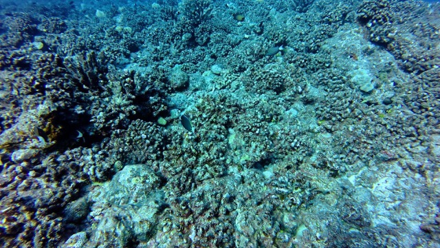 Lots of fish on the reef