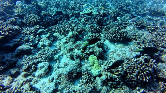 Pair of Flutemouths Fish