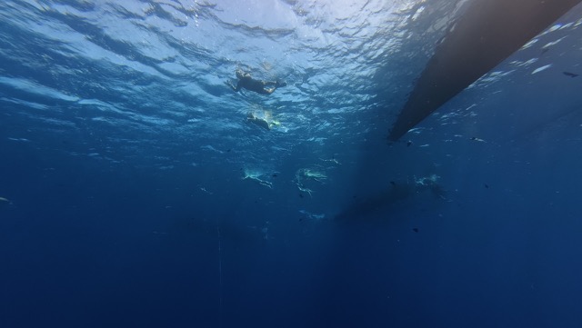 Snorkelers from below