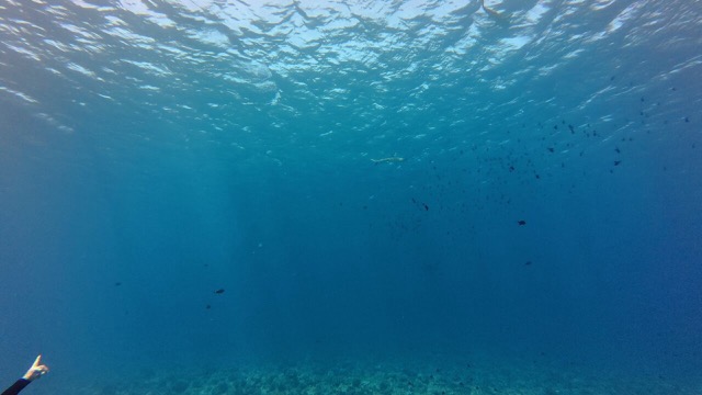 Snorkelers hogging all of the black-tipped reef sharks
