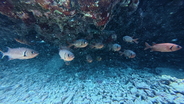 Possibly Blackbar solderfish (Myripristis jacobus)