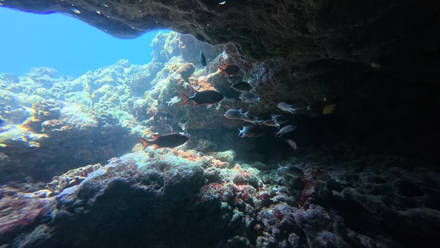 More Solderfish in the cave