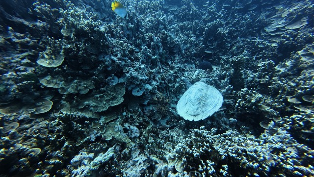 Hawksbill Turtle
