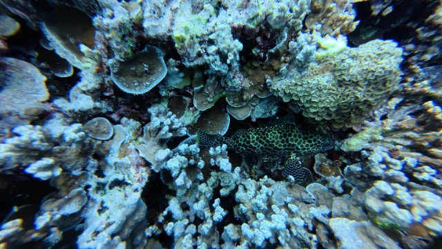 Grouper, possibly a Snubnose Grouper or Honeycomb Grouper