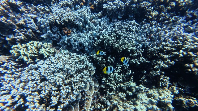 Saddled Butterflyfish
