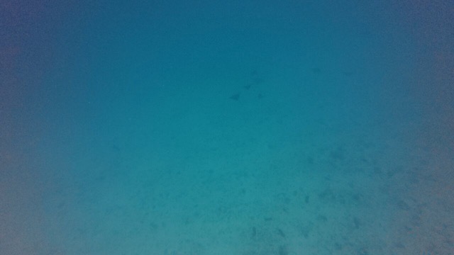 A whole bunch of Eagle Rays off in the distance