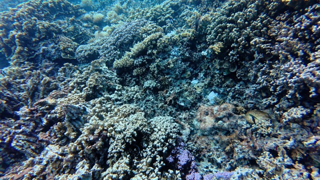 Swimming along the coral