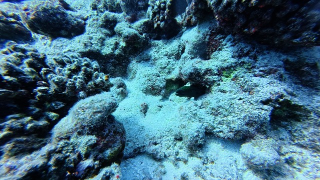 Moray Eel (possibly the Giant Moray)