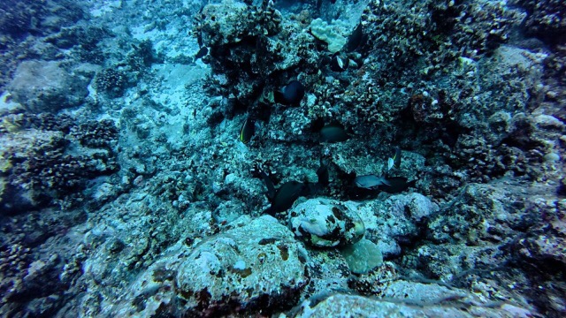Swimming above the coral