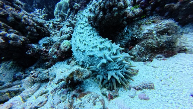 Pineapple Sea Cucumber (Thelenota ananas)