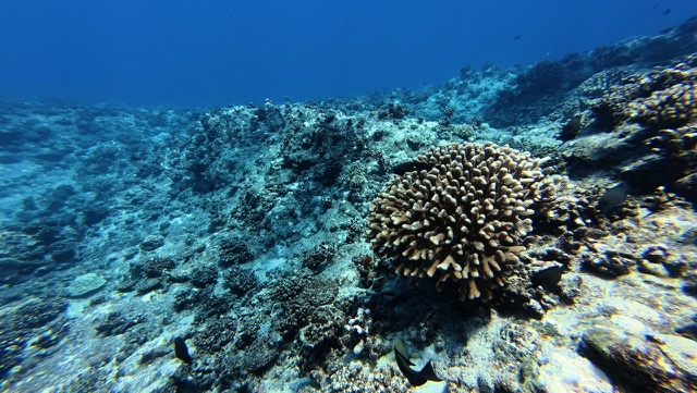 Last view of the reef!