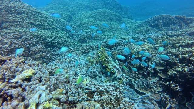 School of Blue-Green Chromis