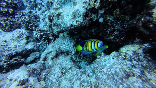 Regal Angelfish