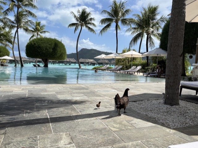 Chickens at the pool