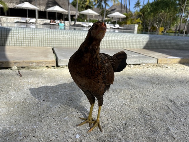 Another chicken came to say hello