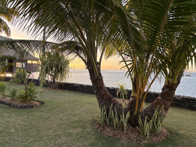 Tropical plants on the resort