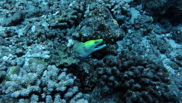 Undulated Moray Eel (Gymnothorax undalatus)