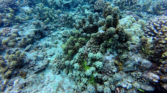 Underwater plants swaying in the current